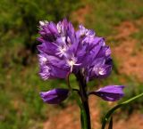 Polygala wolfgangiana