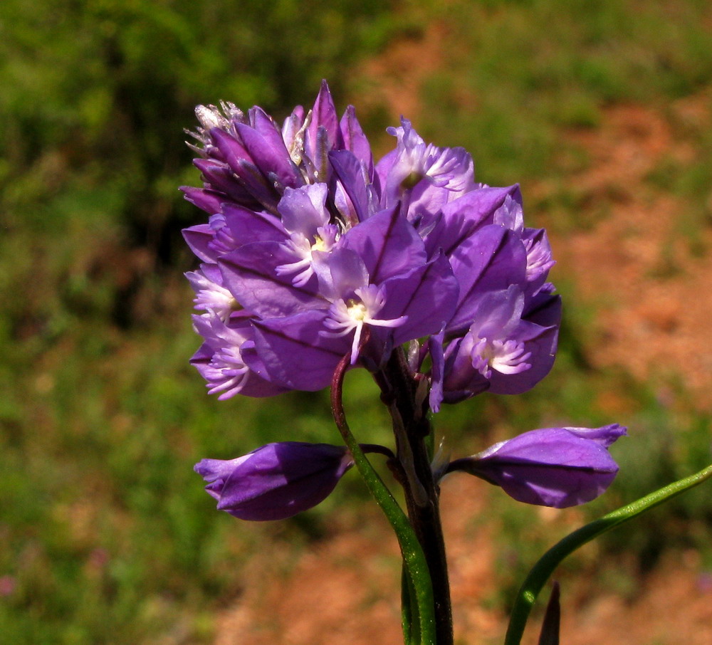 Изображение особи Polygala wolfgangiana.