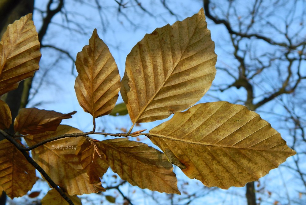 Image of Fagus sylvatica specimen.