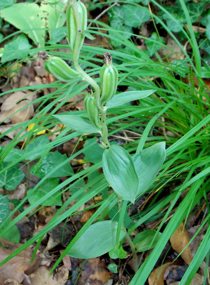 Image of Cephalanthera epipactoides specimen.