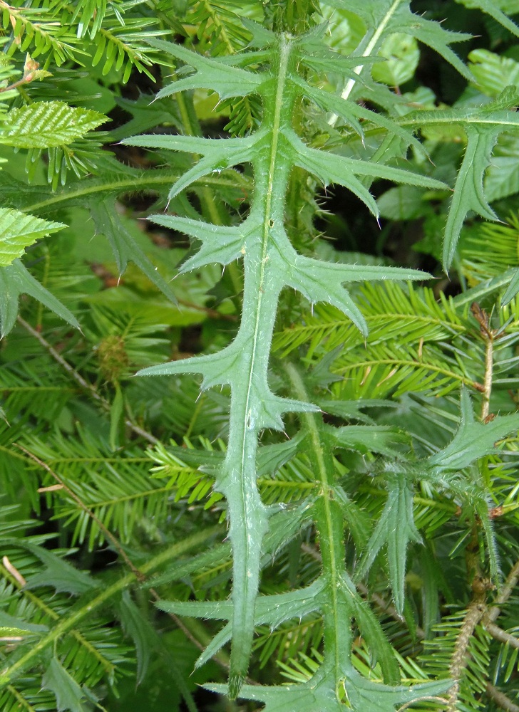 Изображение особи Cirsium palustre.