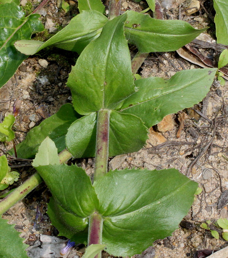 Image of genus Penstemon specimen.