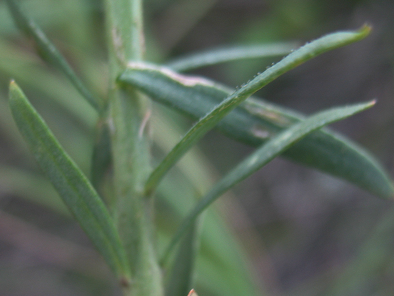 Изображение особи Linaria biebersteinii.