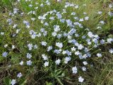 Eritrichium altaicum