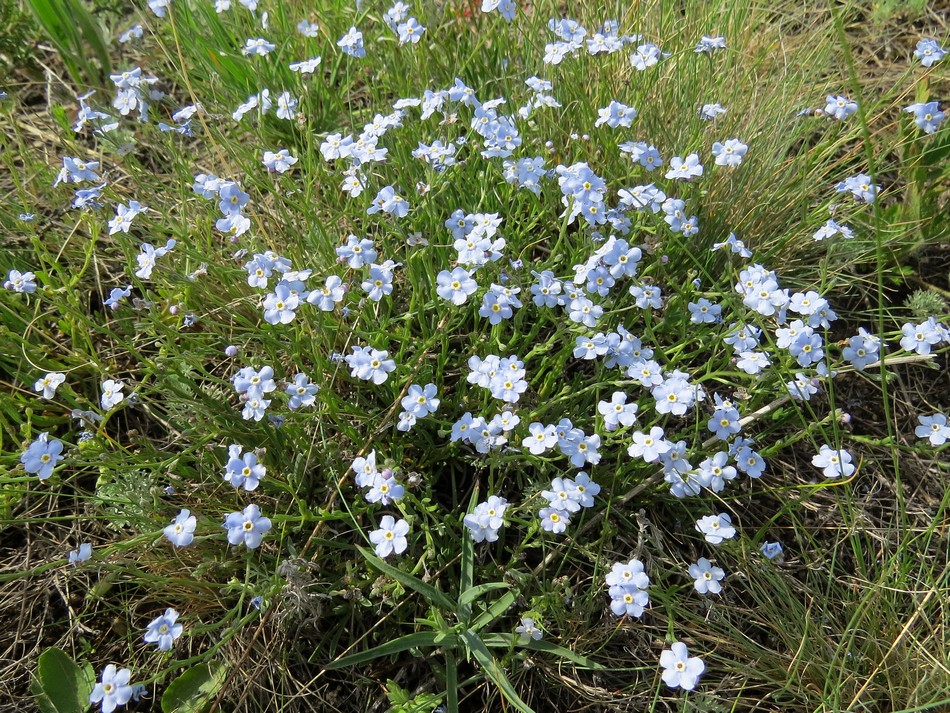 Изображение особи Eritrichium altaicum.