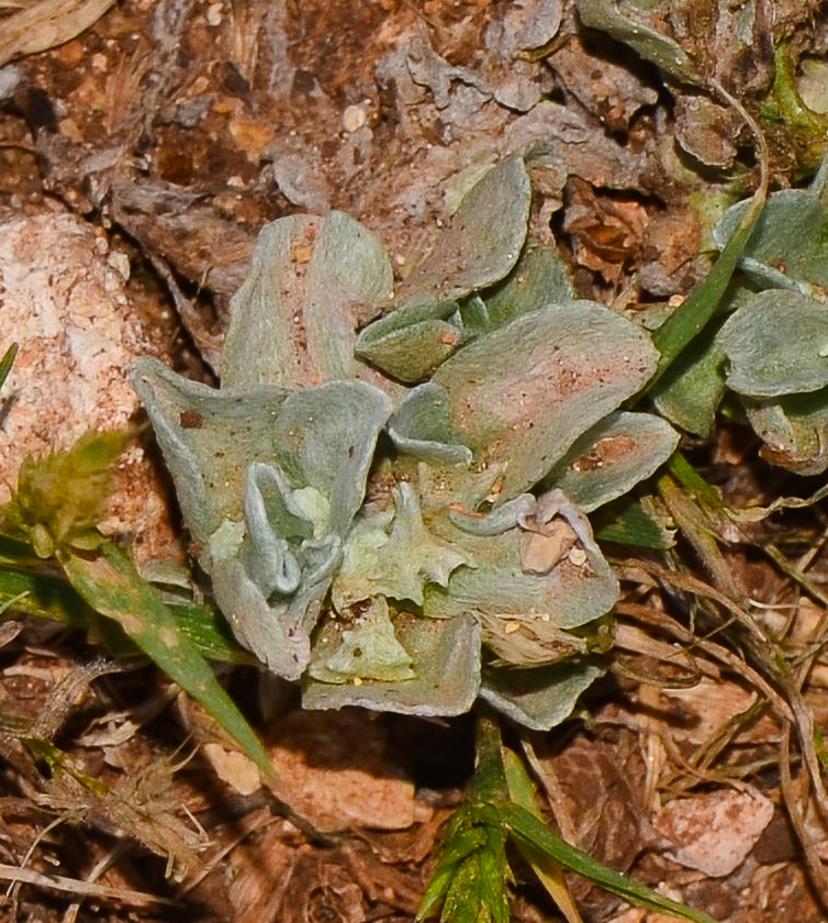 Image of Micropus supinus specimen.