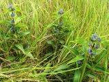 Gentiana cruciata