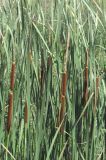 Typha austro-orientalis