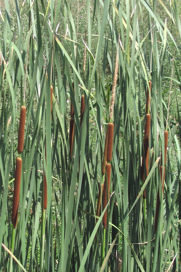 Image of Typha austro-orientalis specimen.