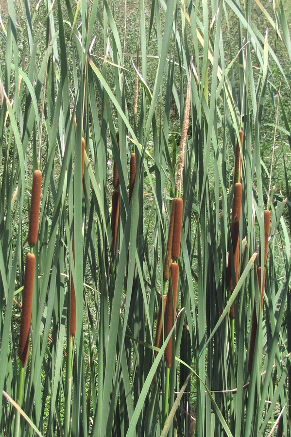 Изображение особи Typha austro-orientalis.