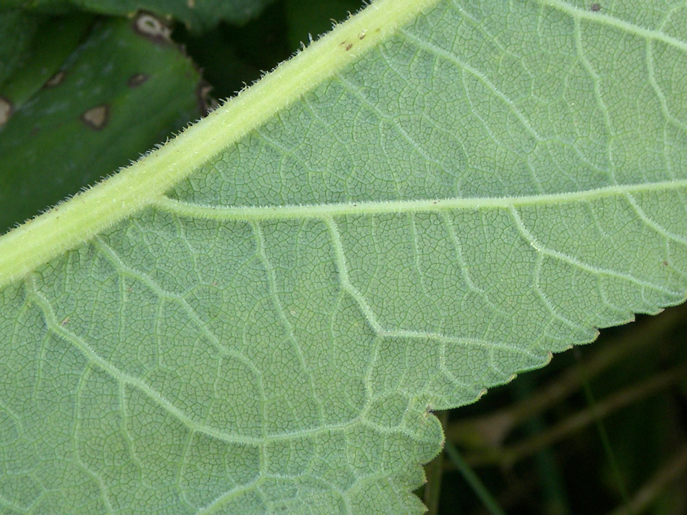 Изображение особи Heracleum asperum.