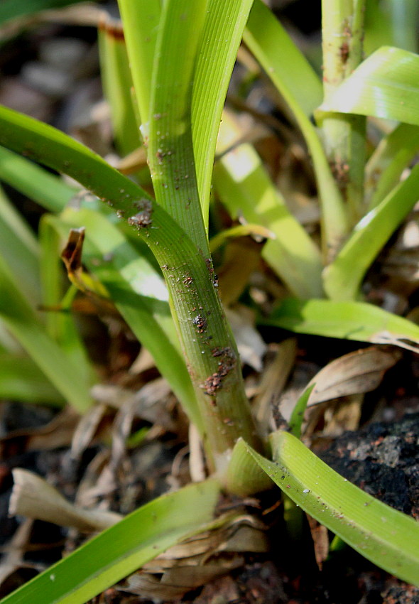 Image of Cyperus eragrostis specimen.