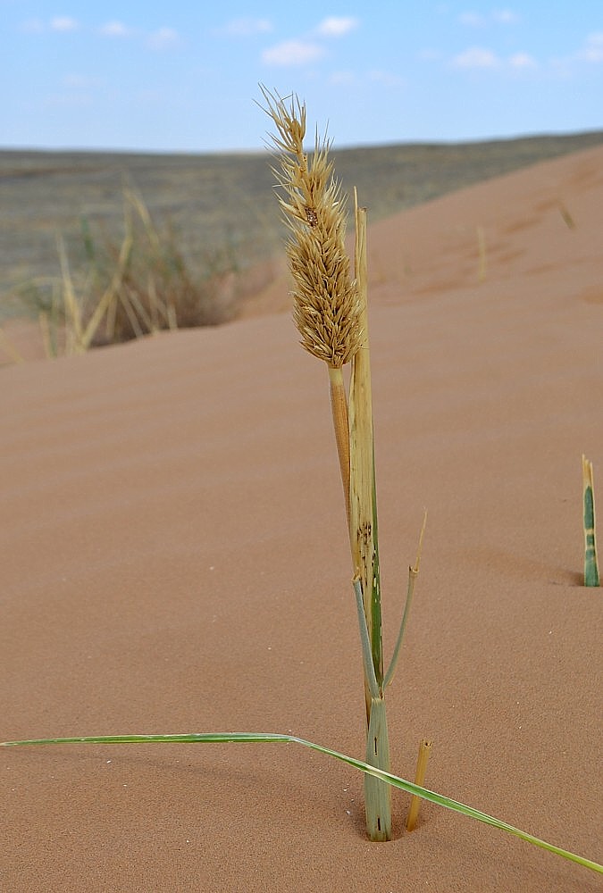 Image of Leymus racemosus specimen.