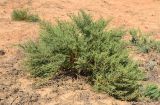 Salsola dendroides