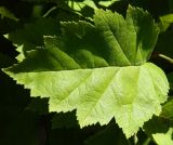 род Crataegus. Лист. Подмосковье, г. Одинцово, придомовые посадки. Сентябрь 2014 г.