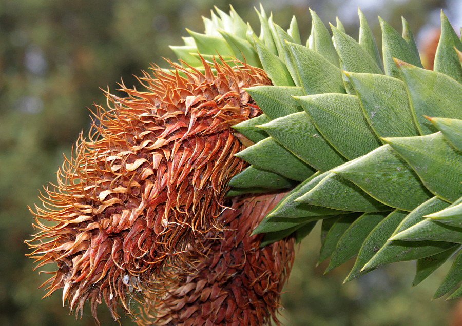 Изображение особи Araucaria araucana.