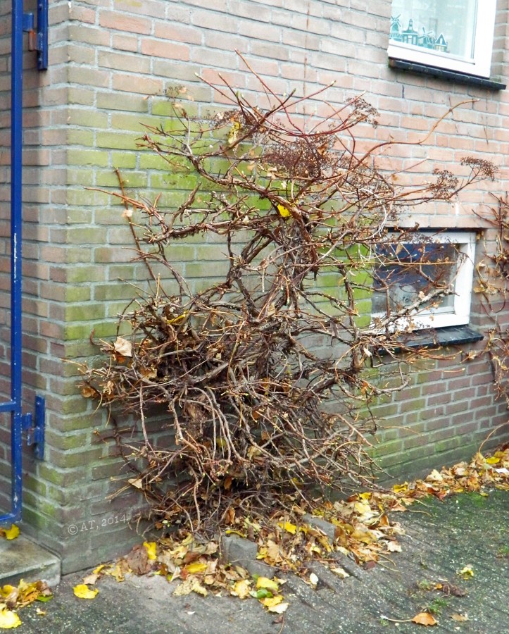 Image of Hydrangea petiolaris specimen.