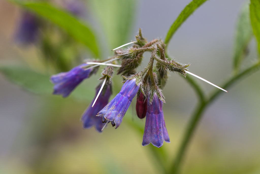 Изображение особи Symphytum asperum.