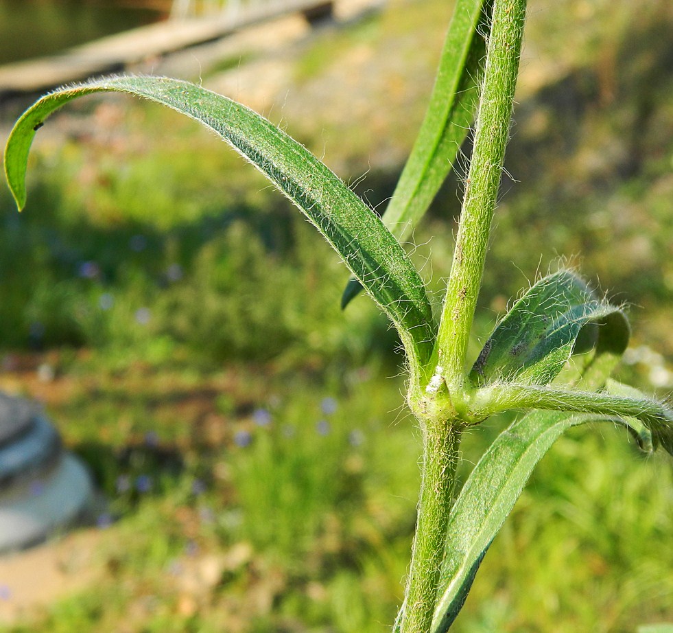 Image of Agrostemma githago specimen.