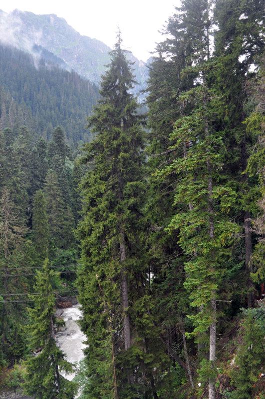 Image of Picea orientalis specimen.