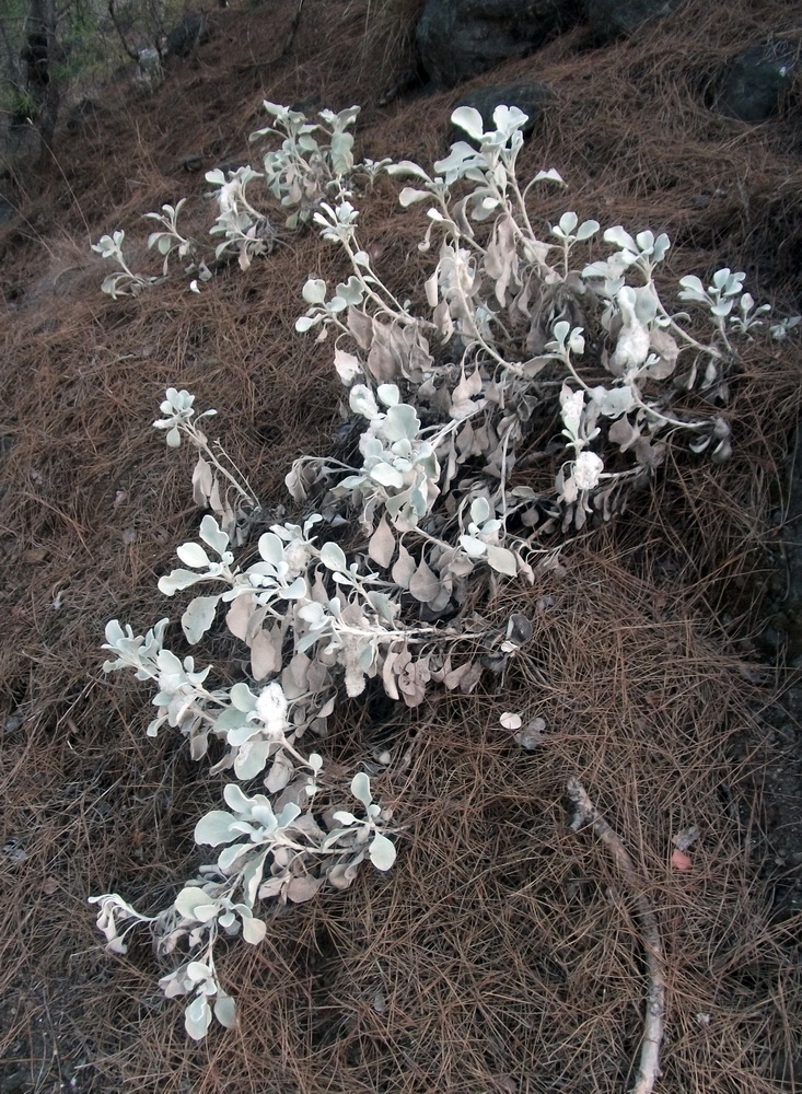 Изображение особи Inula heterolepis.