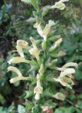 Salvia glutinosa. Часть соцветия. Москва, ГБС. 3 октября 2008 г.