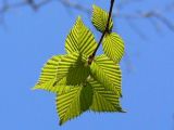 Betula ermanii