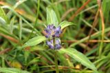 Gentiana macrophylla