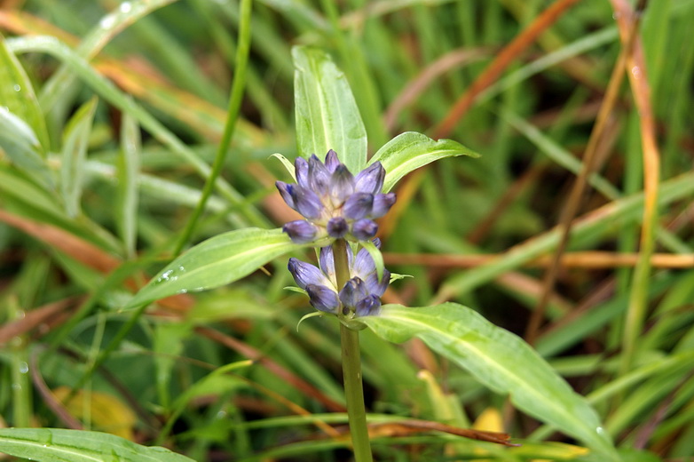 Image of Gentiana macrophylla specimen.