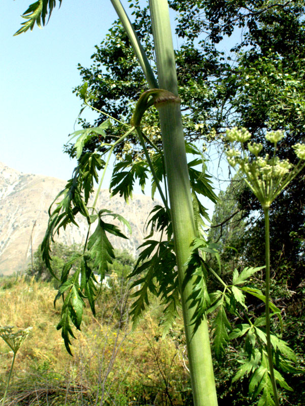 Image of Paraligusticum discolor specimen.
