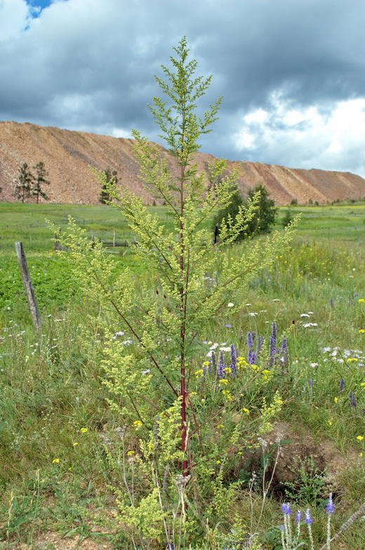 Изображение особи Artemisia annua.