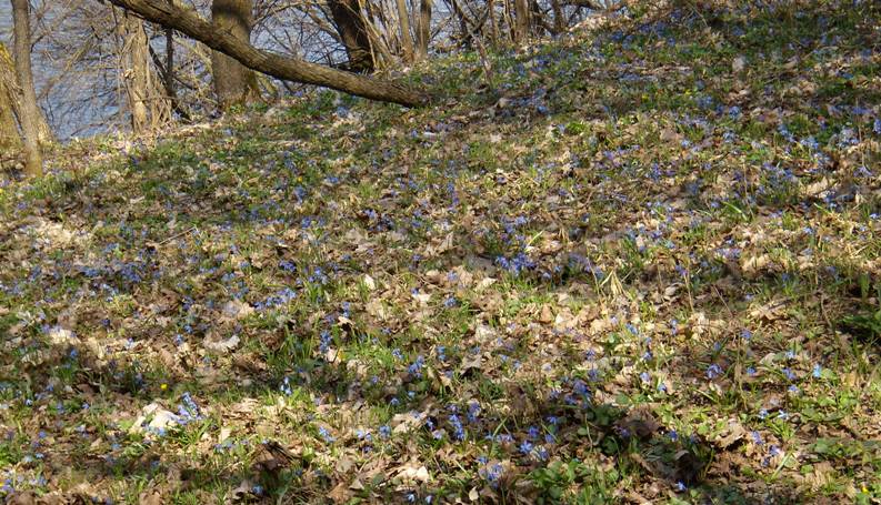 Изображение особи Scilla siberica.