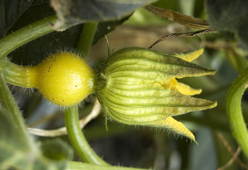 Изображение особи род Cucurbita.