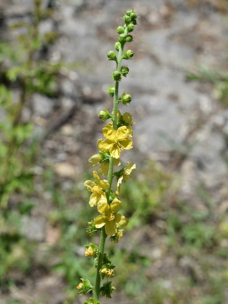 Image of Agrimonia asiatica specimen.