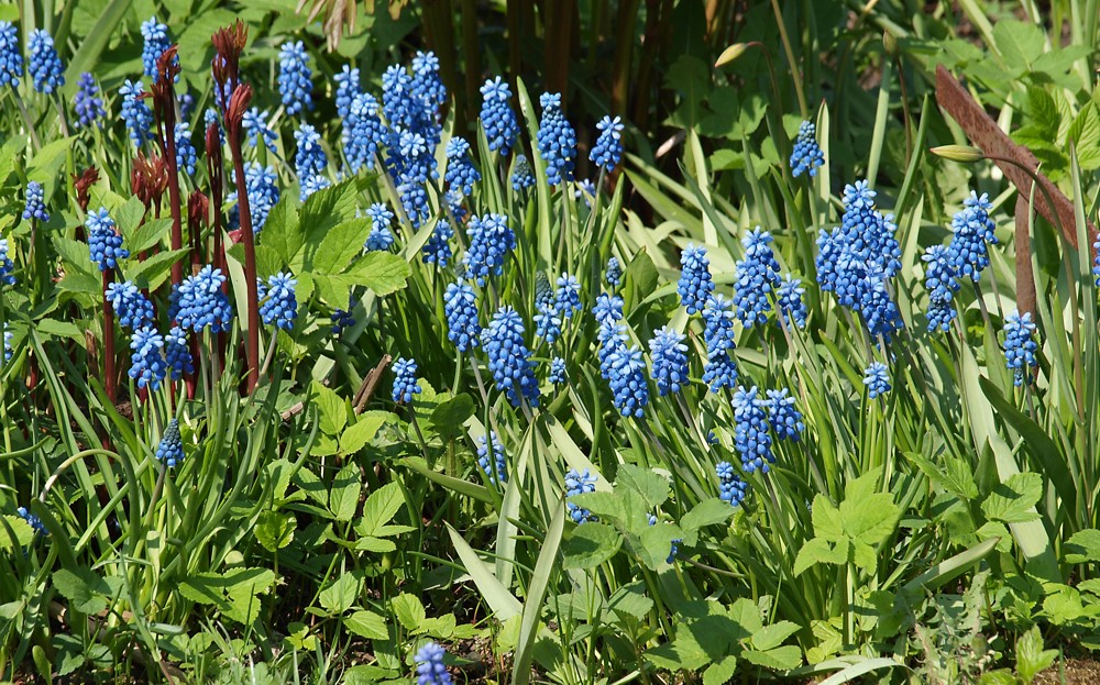 Image of genus Muscari specimen.