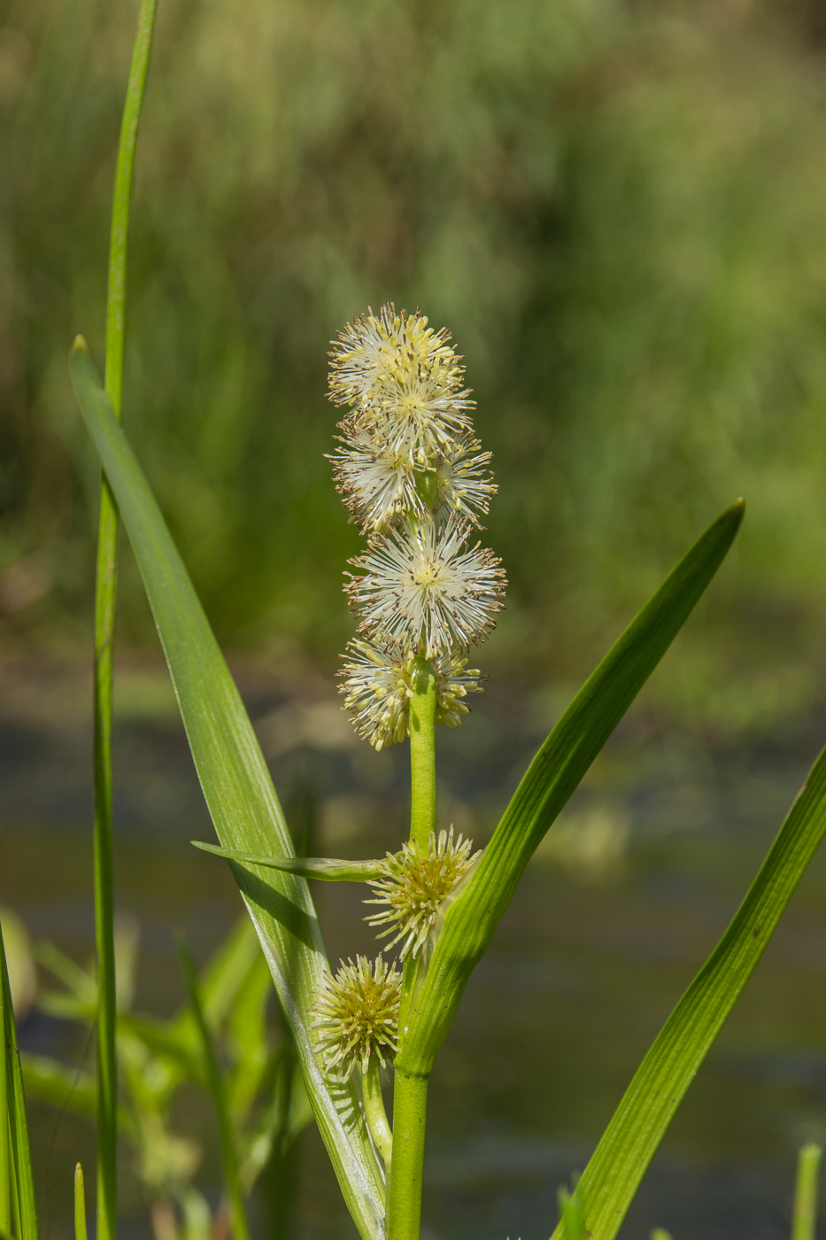 Image of Sparganium emersum specimen.