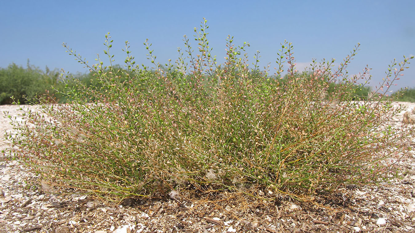 Image of Lepidium ruderale specimen.