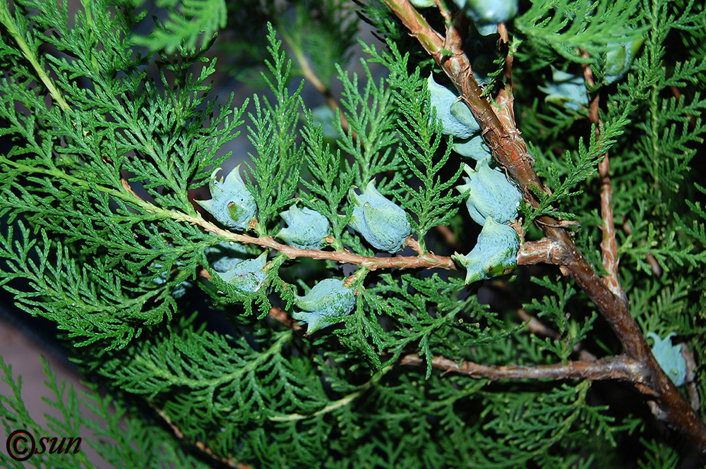 Image of Platycladus orientalis specimen.