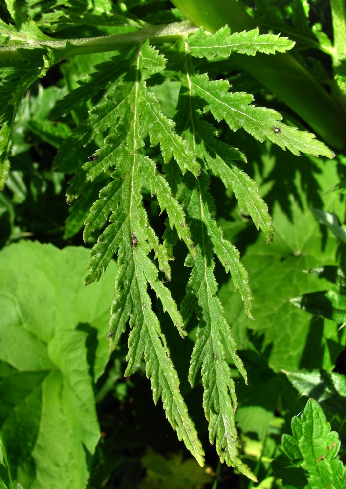 Изображение особи Pedicularis atropurpurea.