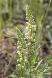 Reseda lutea