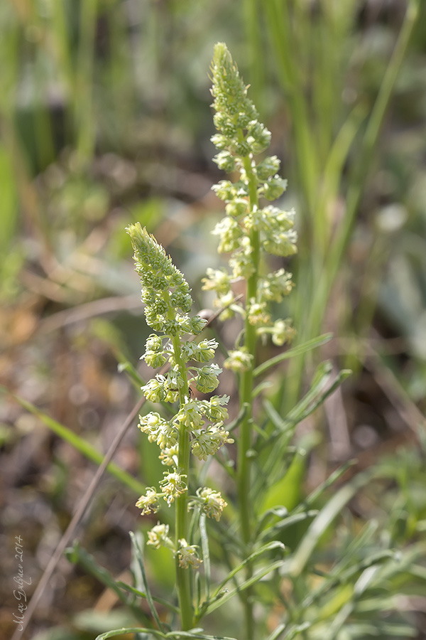 Image of Reseda lutea specimen.