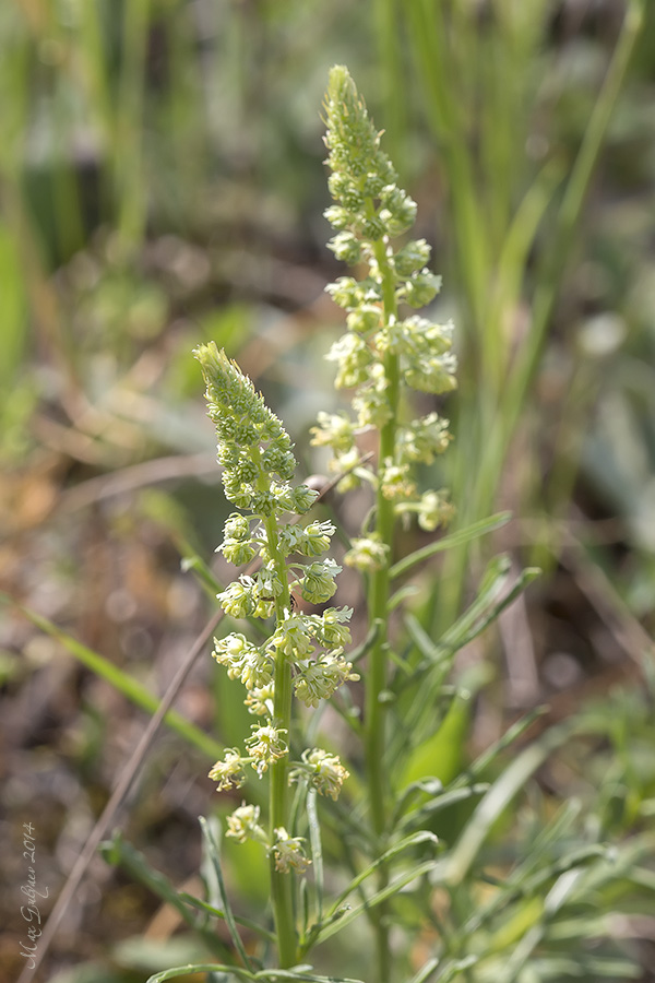 Изображение особи Reseda lutea.