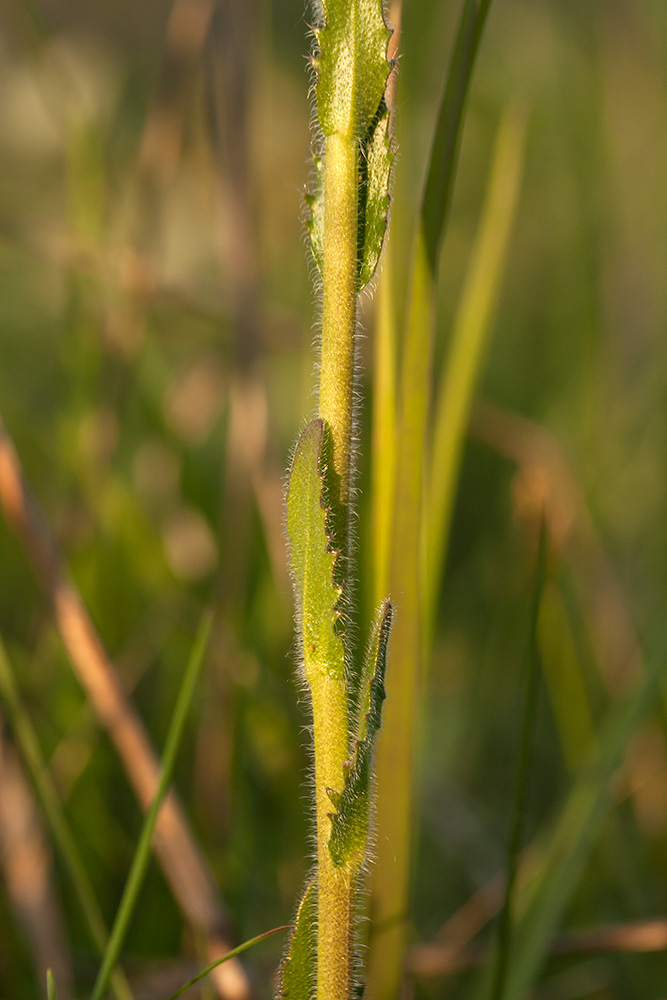 Image of Arabis sagittata specimen.