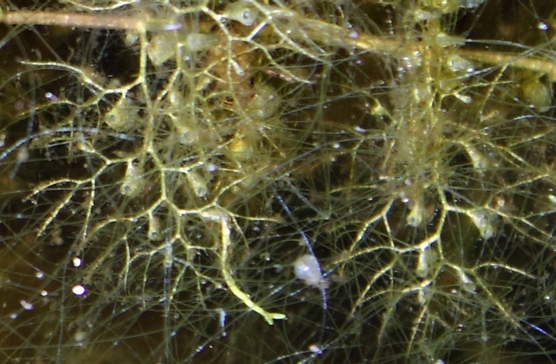 Image of Utricularia vulgaris specimen.