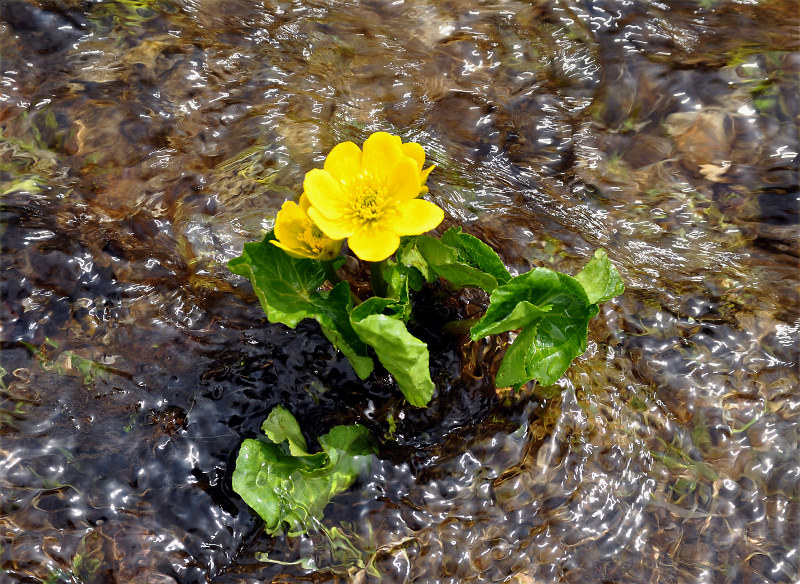 Изображение особи Caltha polypetala.