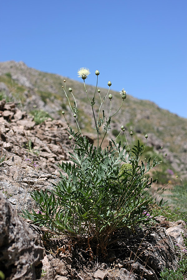 Image of Rhaponticoides ruthenica specimen.