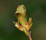 Image of taxon representative. Author is Виталий Гуменюк