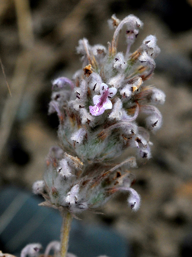 Изображение особи Nepeta olgae.