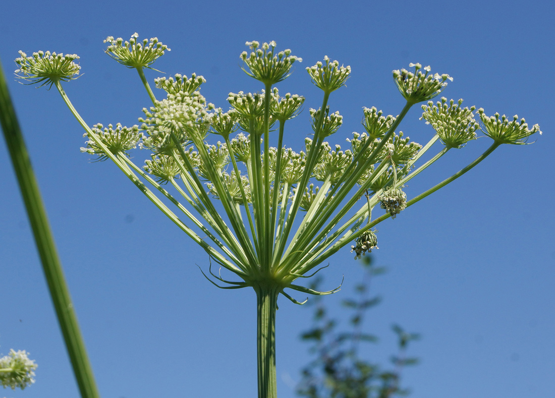 Image of Conioselinum tataricum specimen.