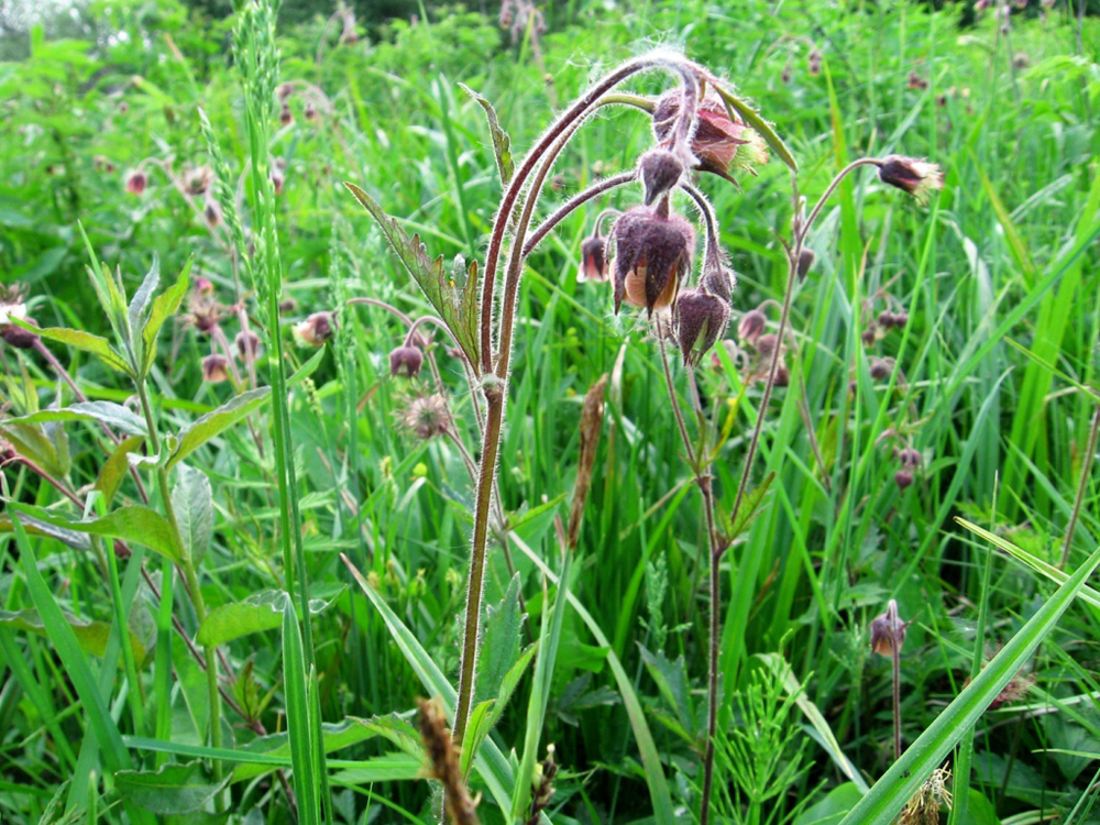 Изображение особи Geum rivale.